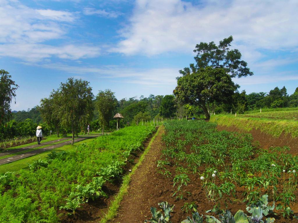 Bagus Agro Pelaga Hotel Plaga Exterior photo